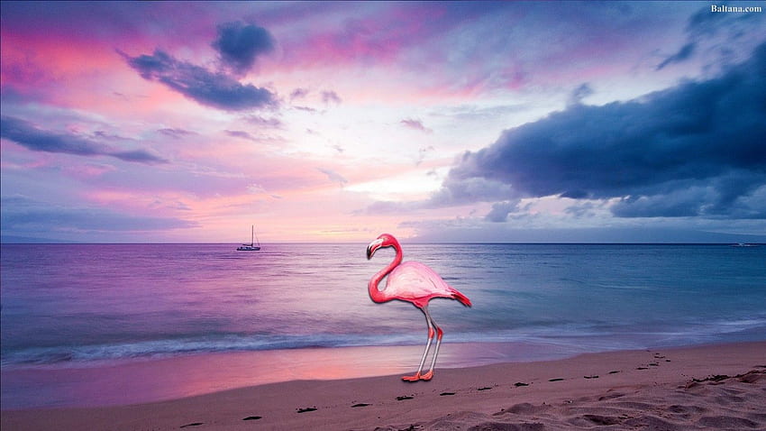 Flamingo 29778 HD wallpaper