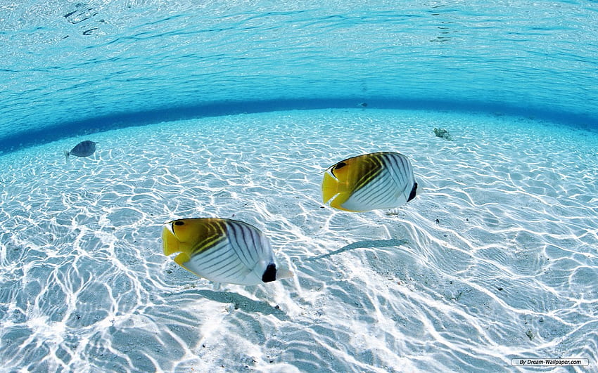 Clear Water , Clear Ocean HD wallpaper