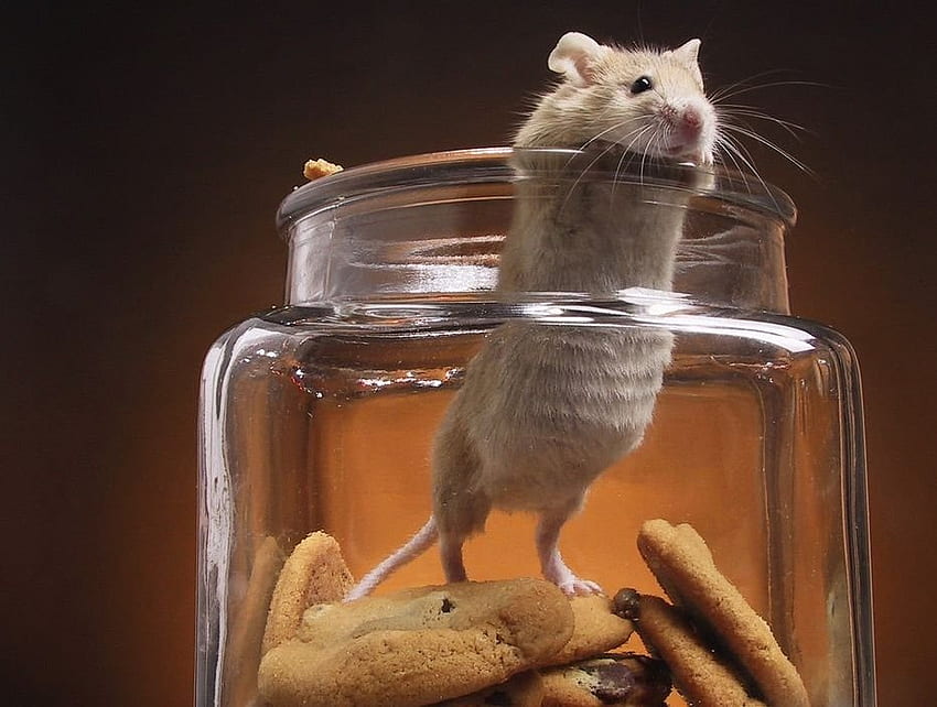 Rato, roedor, animais papel de parede HD