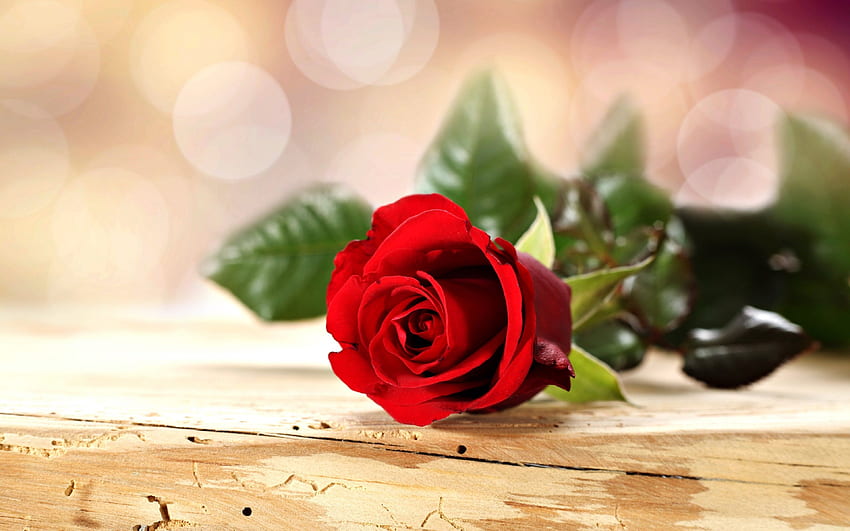 rosa, flores, romance, amor, para, rojo, primavera, emociones, vida y móvil, rosa romántica fondo de pantalla