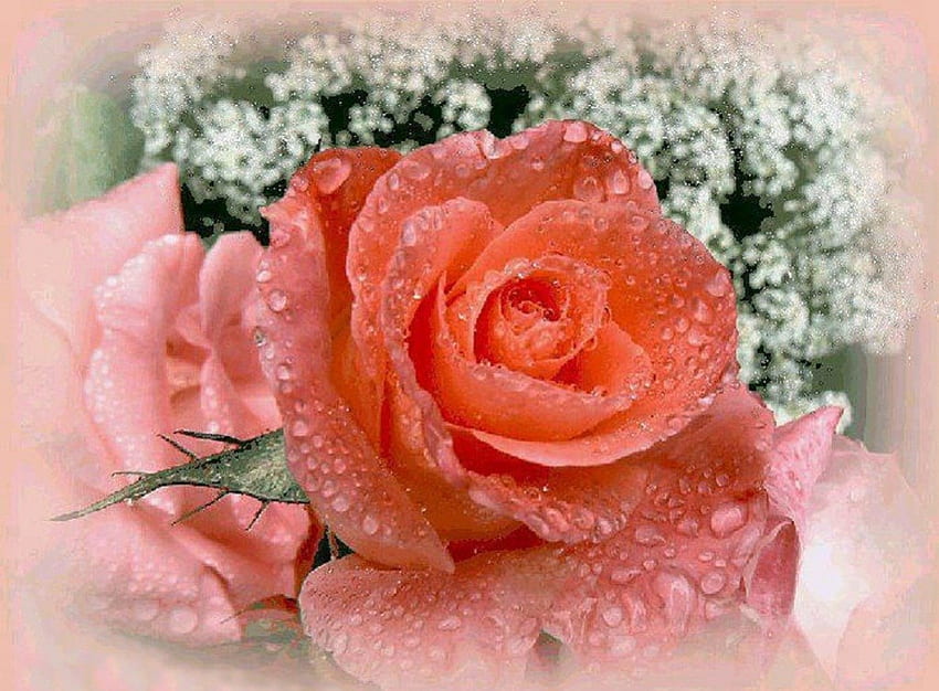 Wet pink roses, white, roses, beautiful, nice, pink, wet, pretty, nature, flowers, lovely HD wallpaper