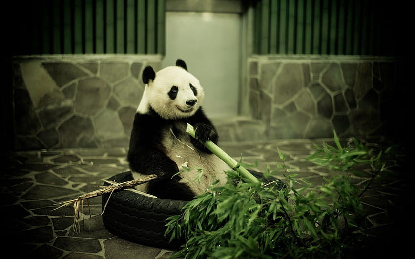 Animaux, Bambou, Panda, Zoo Fond d'écran HD