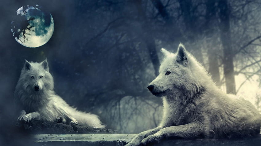 Wolf Howling At The Moon background, Blue Moon and Wolf Wallpaper HD