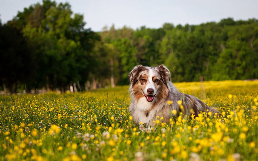 Tiere, Blumen, Gras, hinlegen, liegen, Hund, Schäferhund, Schäferhund, Australian Shepherd HD-Hintergrundbild