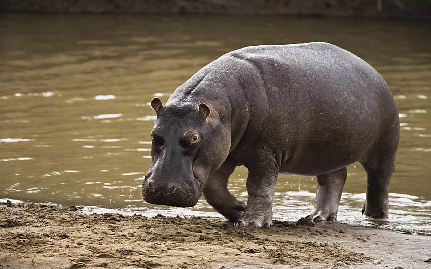 Hippopotamus HD wallpaper | Pxfuel