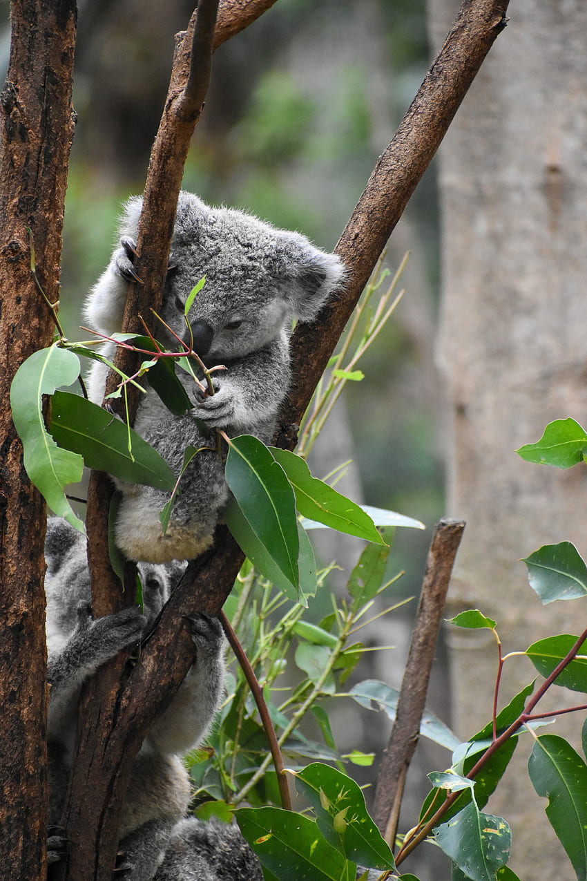 gracioso, animales, hojas, ramas, animal, koala fondo de pantalla del teléfono