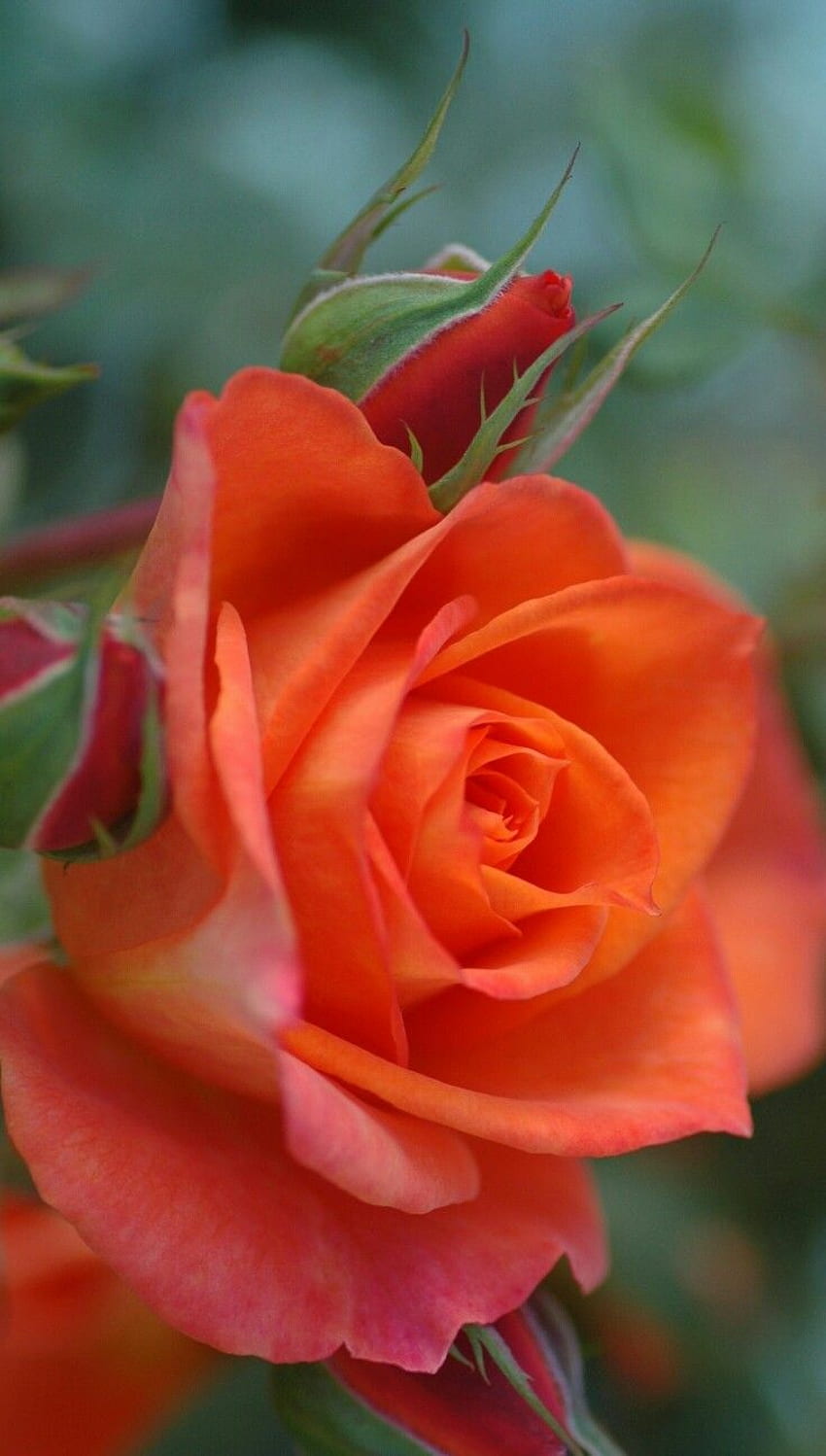 Orange. Rosas amarelas, Rosas, Flores maravilhosas, Orange Rose Flower HD phone wallpaper