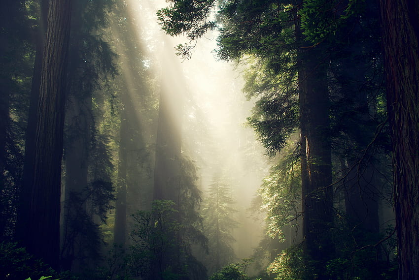 Naturaleza, árboles, bosque, niebla, luz solar fondo de pantalla