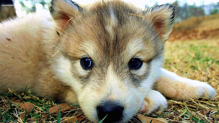 Lindo Lobo Lobo .Pro, Cachorro Kawaii fondo de pantalla | Pxfuel