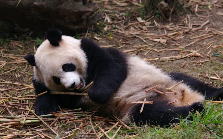 Animals, Branches, Relaxation, Rest, Dream, Sleep, Panda HD wallpaper