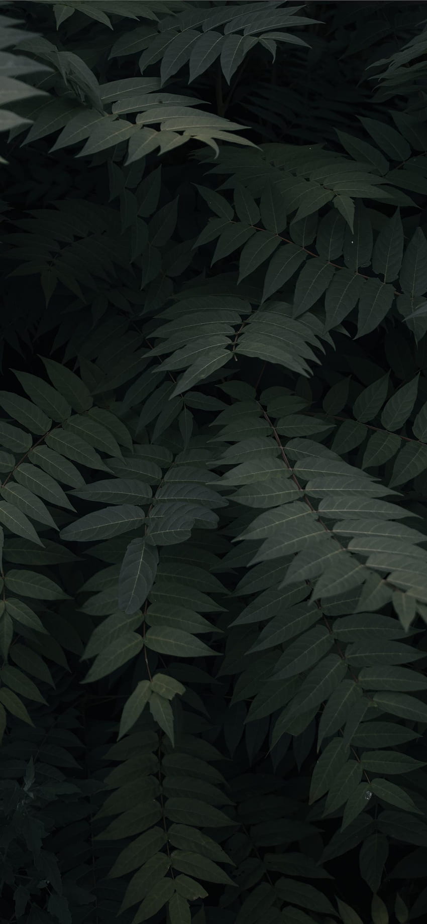 plantas de hojas verdes iPhone fondo de pantalla del teléfono