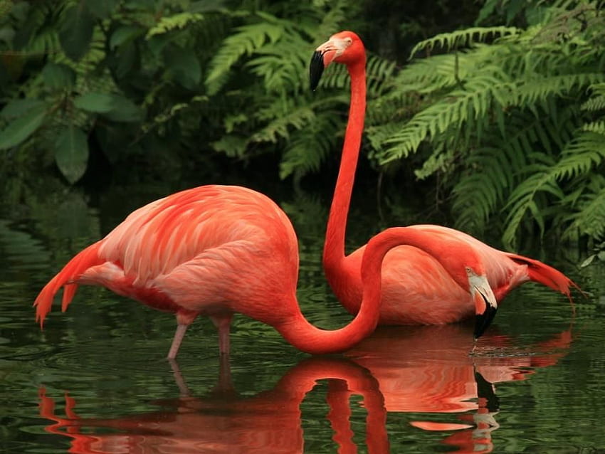 Flamingos Vermelhos, lindos, flamingos, vermelho papel de parede HD