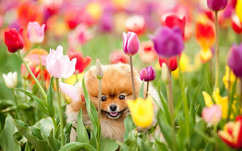 Animales, Flores, Tulipanes, Perro, Campo, Cachorro fondo de pantalla