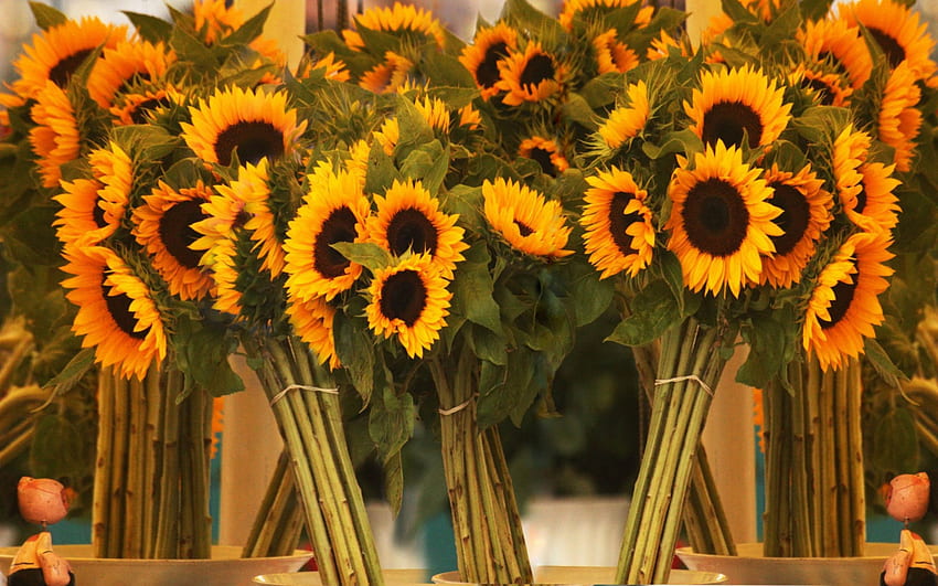 ~Βouquets of sunflowers~, bouquets, sunflowers, of, flowers, posy HD wallpaper