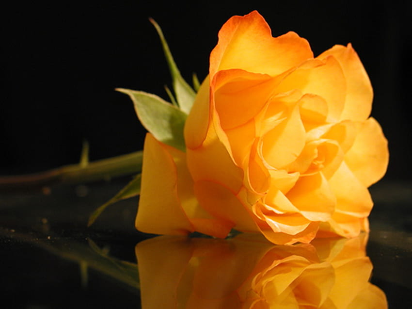 A rose for Mrs. Gregg, green leaves, reflection, black background, flower, gold rose, gold HD wallpaper