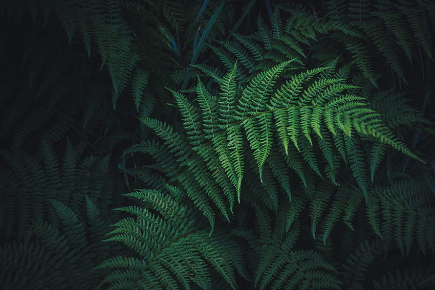 Fern and background HD wallpaper