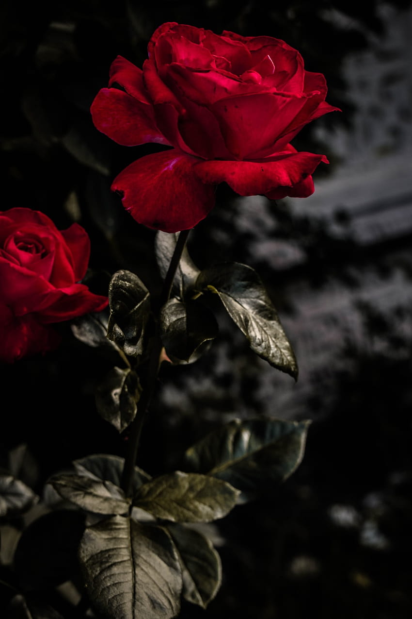 Rote Rose [HQ]., Einzelne rote Rose HD-Handy-Hintergrundbild