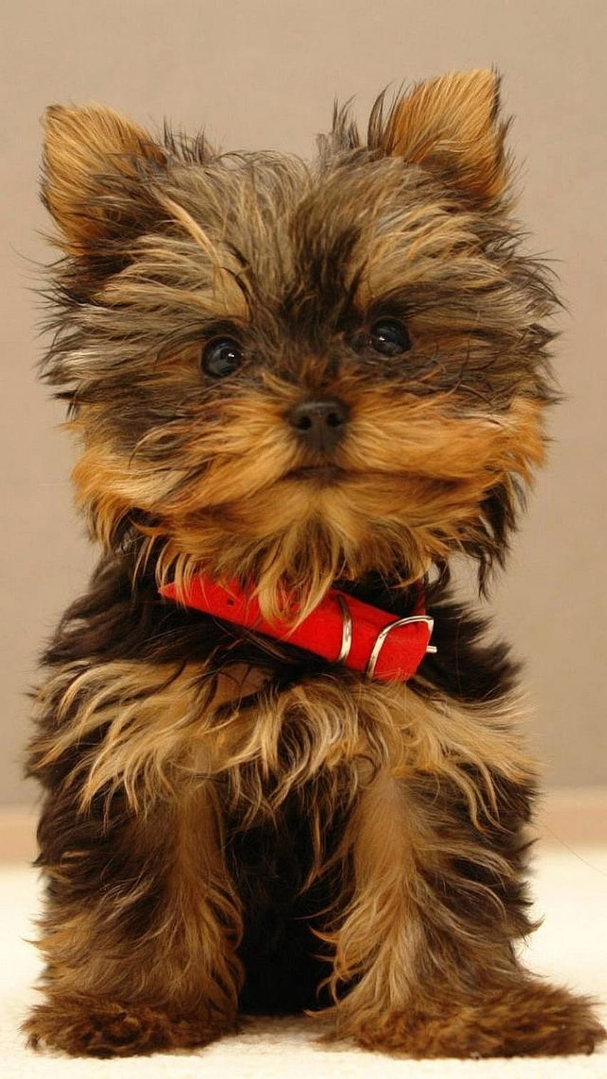 HD wallpaper: yorkshire terrier, yorkie, beanie baby, small, pet, cute,  portrait | Wallpaper Flare