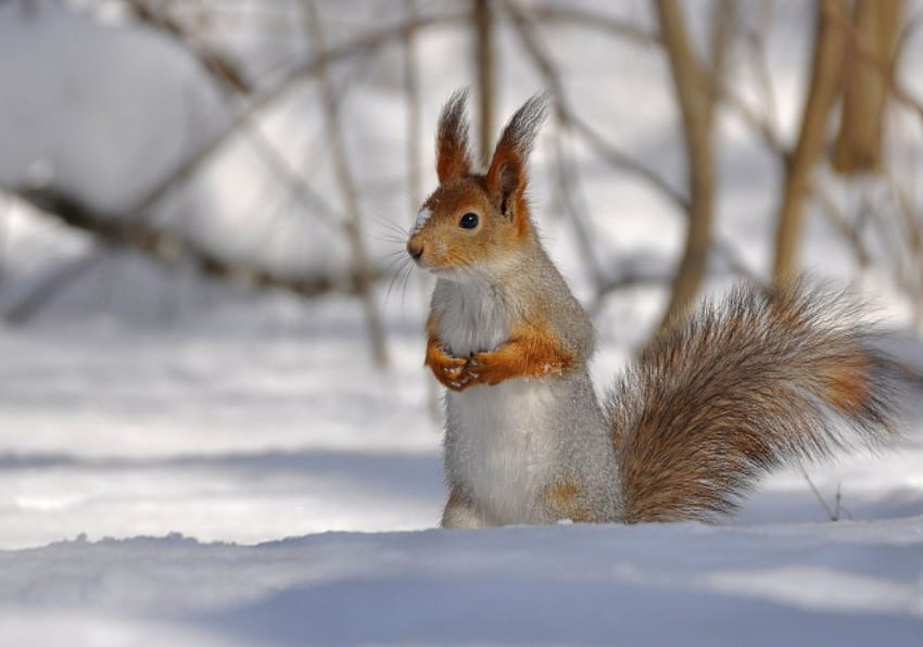 Cute squirrel, winter, animal, nature, rodent, squirrel HD wallpaper
