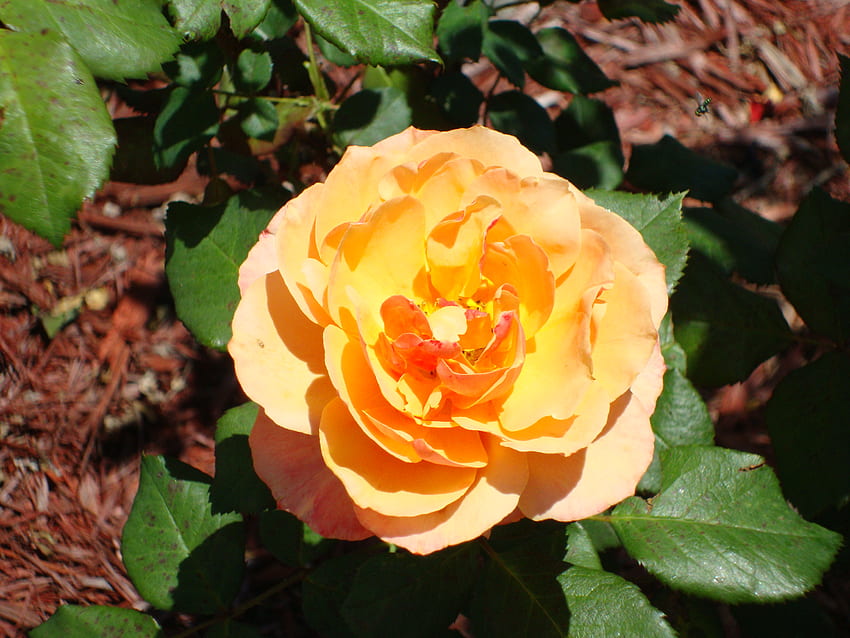 Sunshine Buttercup Rose, rosa, sol, ranúnculo, florida fondo de pantalla