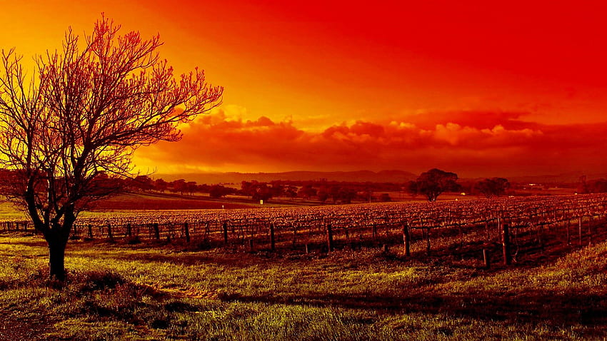 tree, sunset, autumn, vineyard, red HD wallpaper