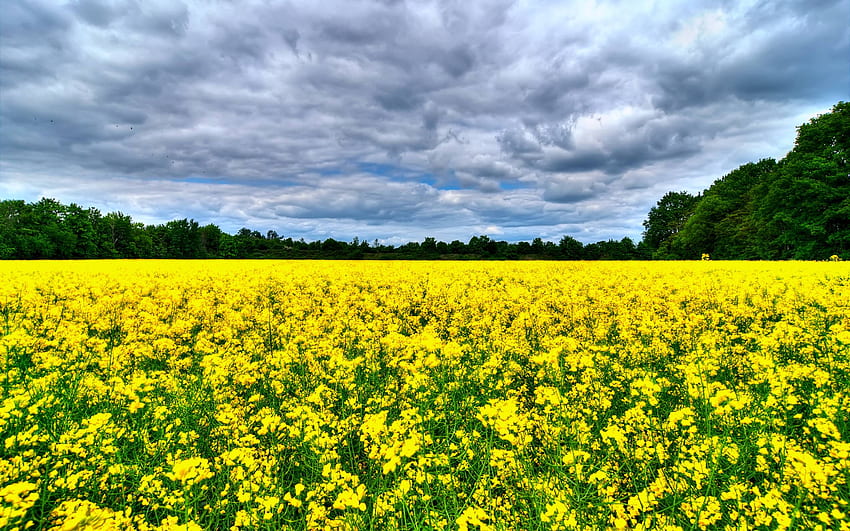 Beautiful canola flowers field, trees, clouds HD wallpaper