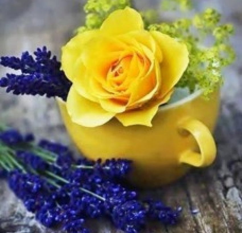노란 장미와 라벤더, 장미, 정물, 찻잔, 라벤더, 노랑, 꽃 HD 월페이퍼