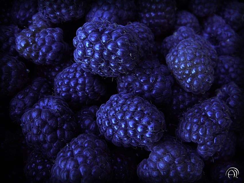 Food, Background, Bilberries, Berries HD wallpaper