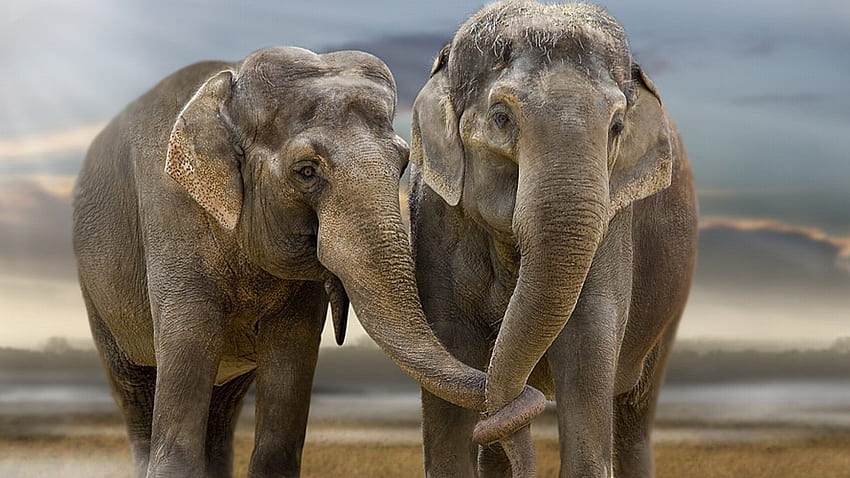 Elefant Voller () Hintergrund, glücklicher Elefant HD-Hintergrundbild