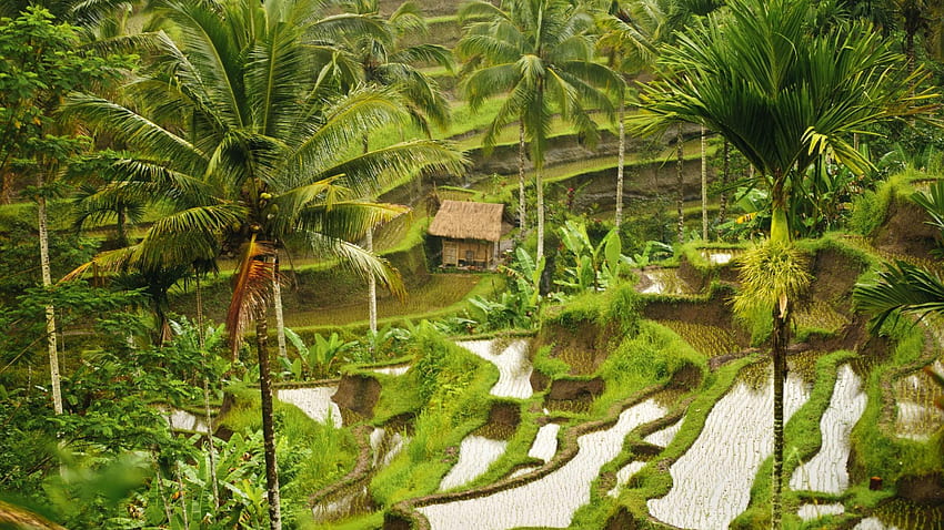 Rice Tag : Rice Lake Sunset TEXAS Artsy Ideas, Rice Fields Bali Indonesia HD wallpaper