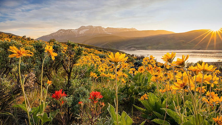 Wasatch Back'de Bahar Kır Çiçekleri, Utah, tepeler, çiçekler, manzara, bulutlar, gökyüzü, ABD, göl HD duvar kağıdı