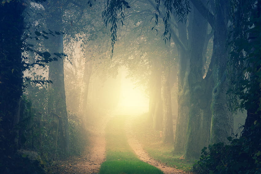 Natur, Bäume, Glanz, Licht, Straße, Abzweigung, Wald, Nebel HD-Hintergrundbild