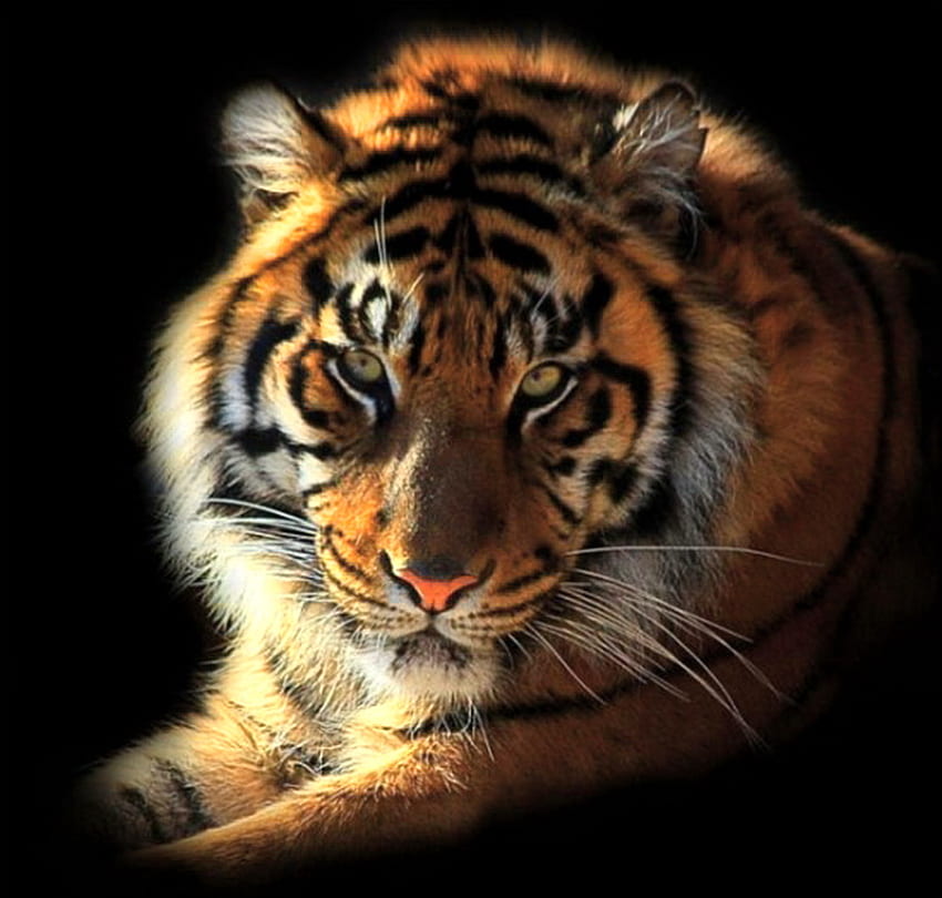 Beleza e poder, listras, poder, tigre, preto branco, fundo preto, caçador, ouro papel de parede HD