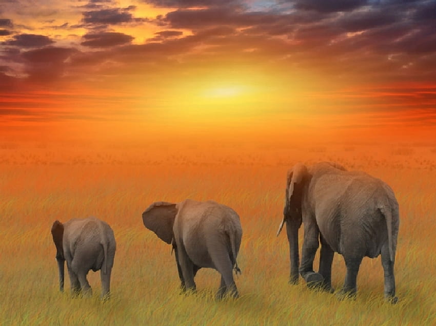 Familia de elefantes, llanuras, familia, animales, elefante, nubes, sol. fondo de pantalla