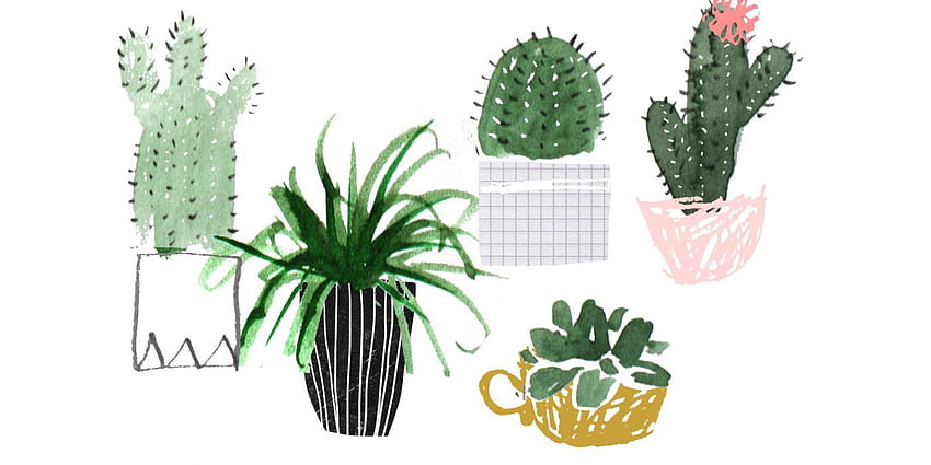 Plant Family - Aesthetic Succulents -, Succulent Laptop HD wallpaper