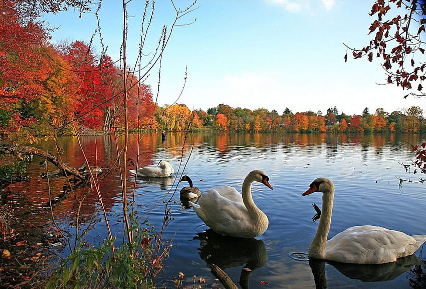 Swans, nature HD wallpaper