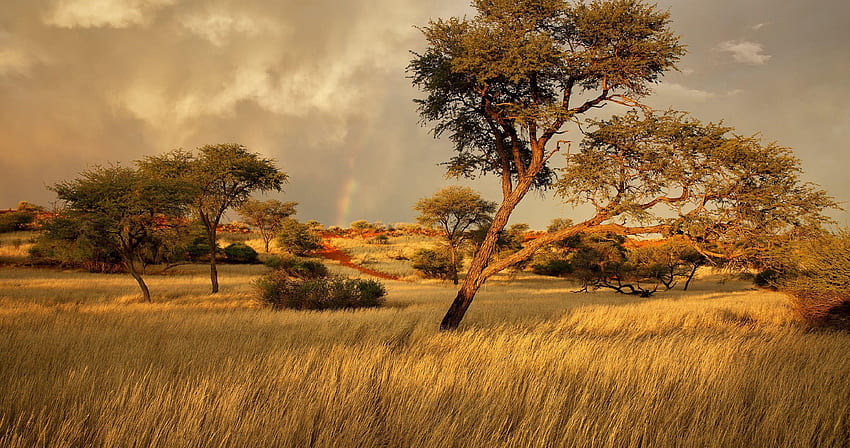African Savanna, African Grassland HD wallpaper