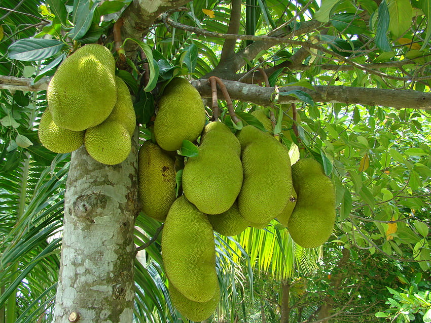Jackfruit Bangladesh HD wallpaper