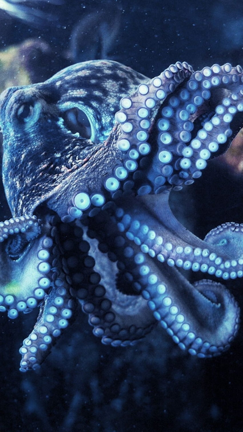 Wallpaper Octopus Minimalism Cloud Marine Invertebrates Cephalopod  Background  Download Free Image