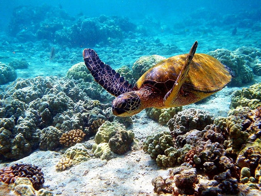The Excitement to Set the Hawaiian : Hawaiian Turtle in Hawaii Underwater – , , best, , , , high, quality, , utepprintstore HD wallpaper