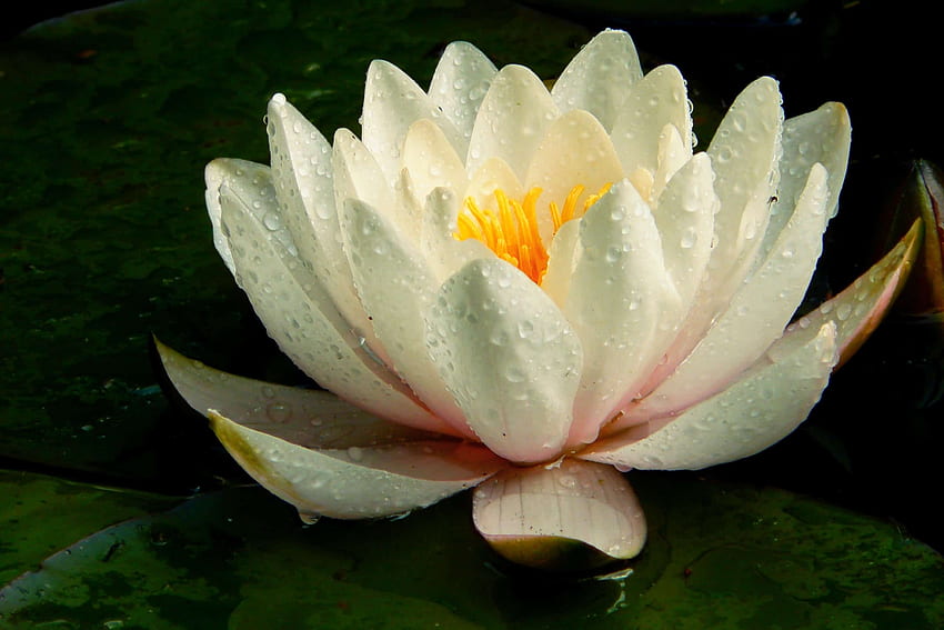 : น้ำค้าง น้ำฝน ดอกไม้ ใบไม้ ดอกบัวขาว ธรรมชาติ วอลล์เปเปอร์ HD