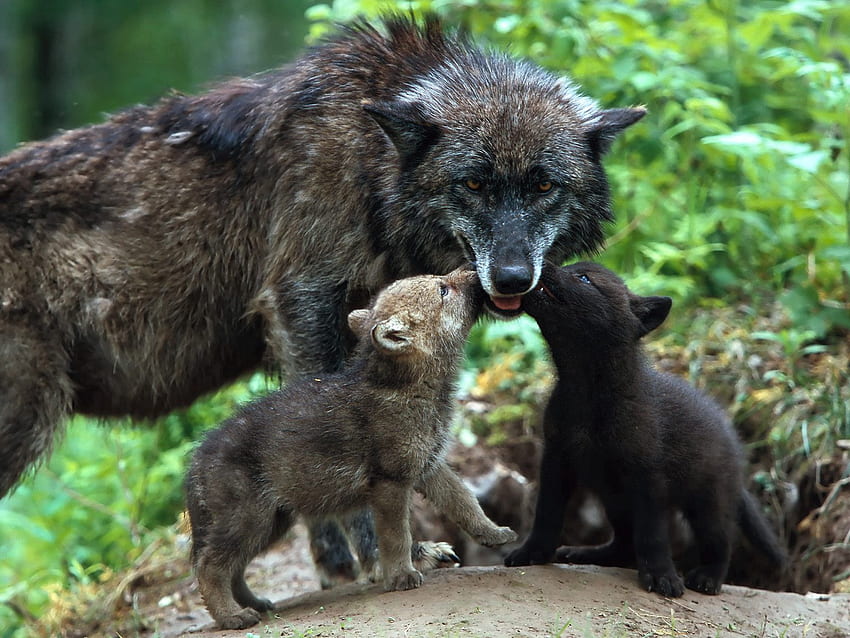 Hewan, Muda, Berwarna, Serigala, Keluarga, Peduli, Anaknya Wallpaper HD