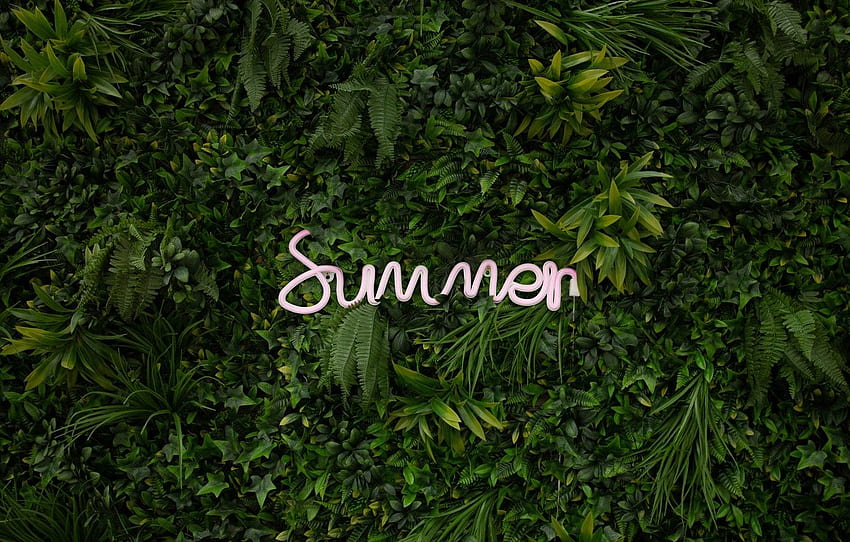 yaz, yapraklar, bitkiler, neon, yaz, neon için , bölüm минимализм HD duvar kağıdı