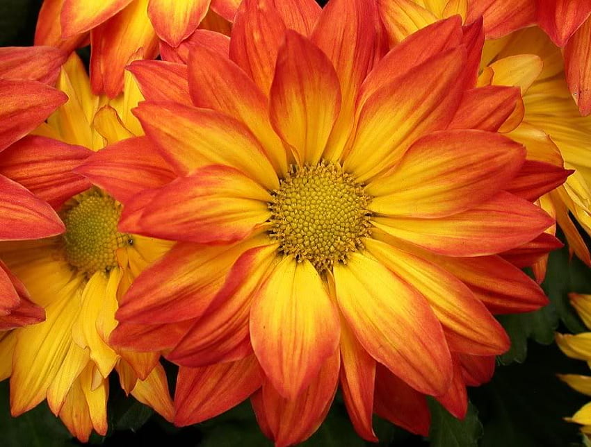 Fleur orange vif, orange, pétales, jaune, fleur Fond d'écran HD