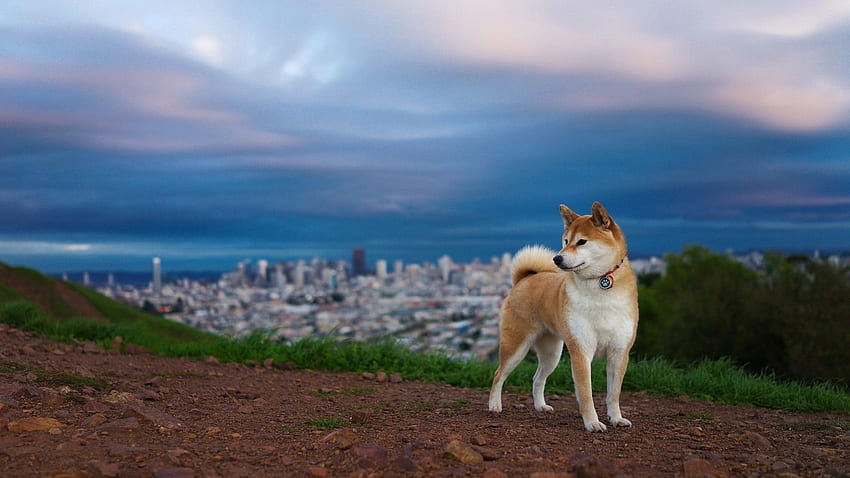 Shiba Inu, Hundeästhetik HD-Hintergrundbild