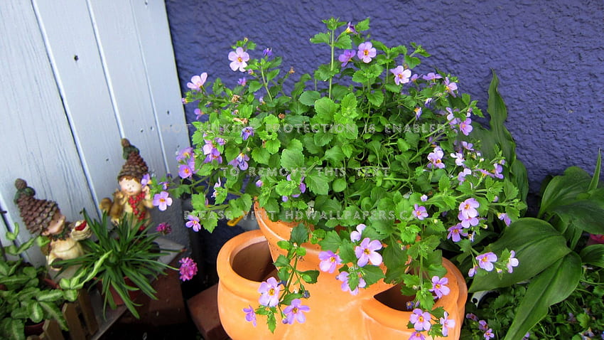 bella decorazione simpatiche piante in vaso caffè Sfondo HD