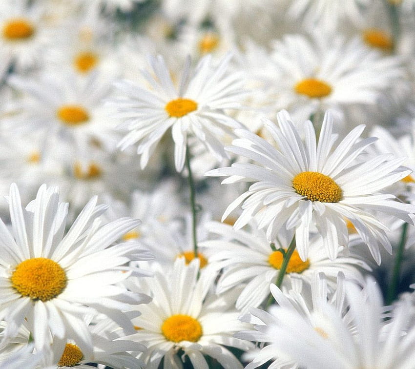 flowers for flower lovers.: Daisy flowers, Boho Flower HD wallpaper