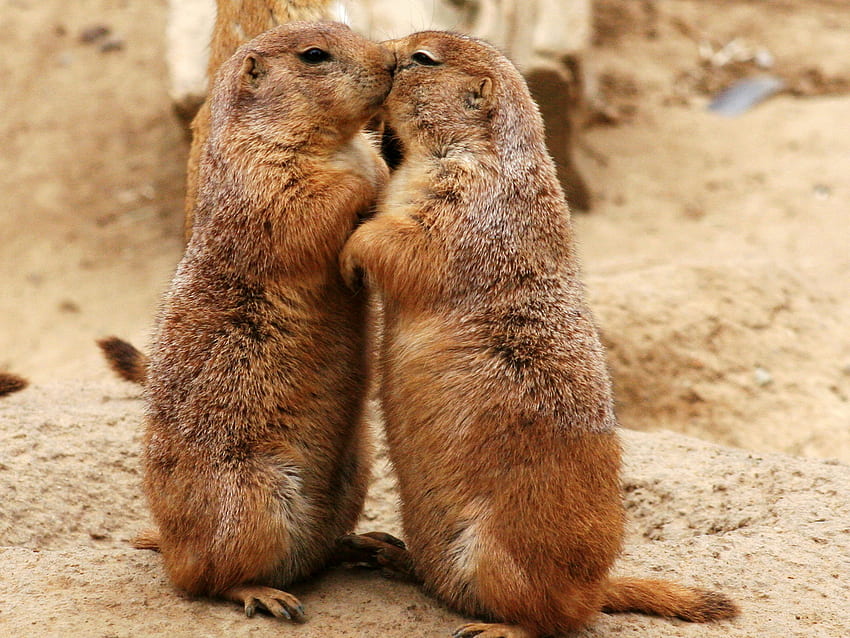 Sweet love, animal, love, couple, nature, rodent HD wallpaper