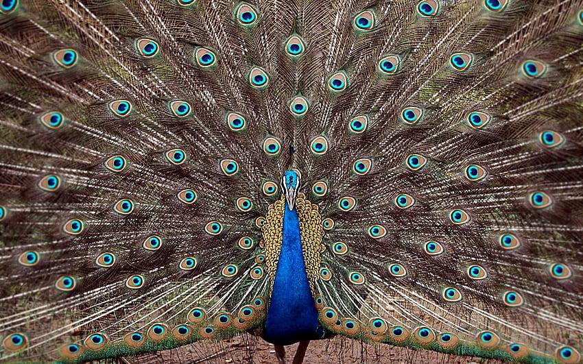 Peacock and Background, Peacock Bird Design HD wallpaper