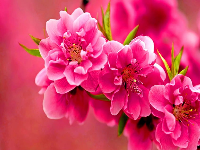 Musim semi merah muda, ikat, merah muda, bunga, musim semi Wallpaper HD